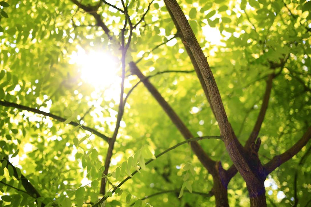Grüner Baum im Sonnenlicht