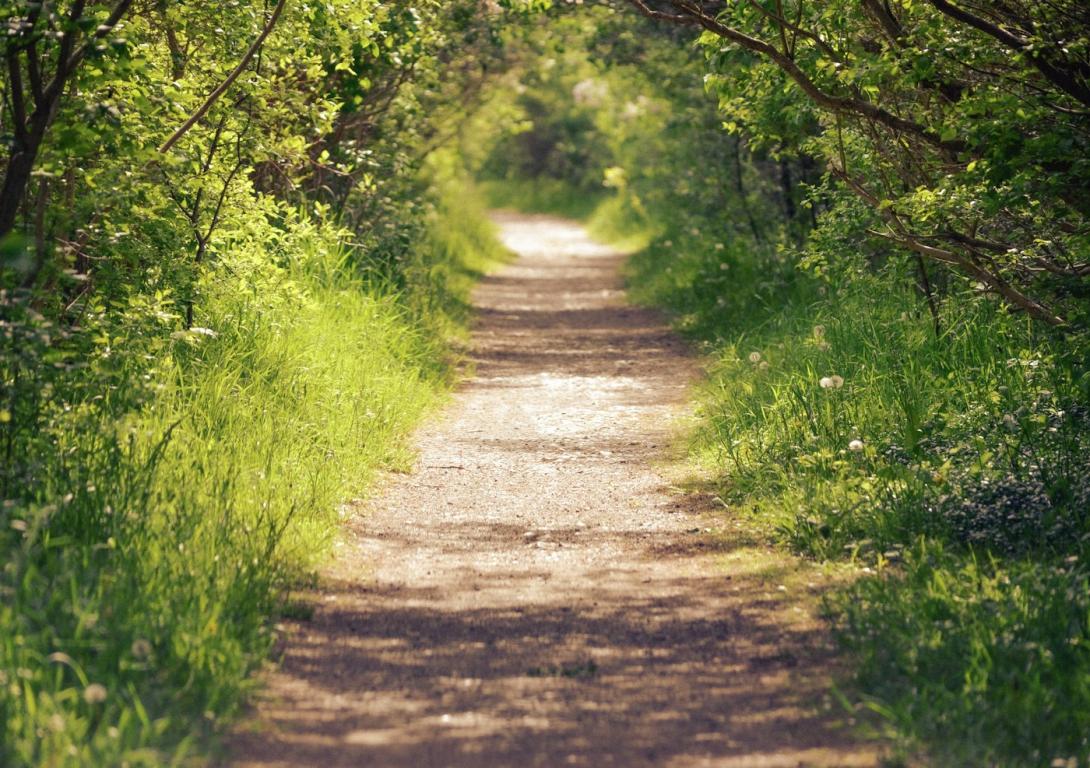 Feldweg zwischen Wiese und Bäumen